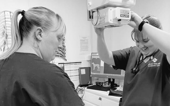 two vet nurses taking an xray