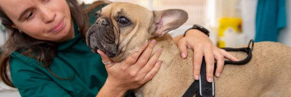 vet examining french bulldogs face