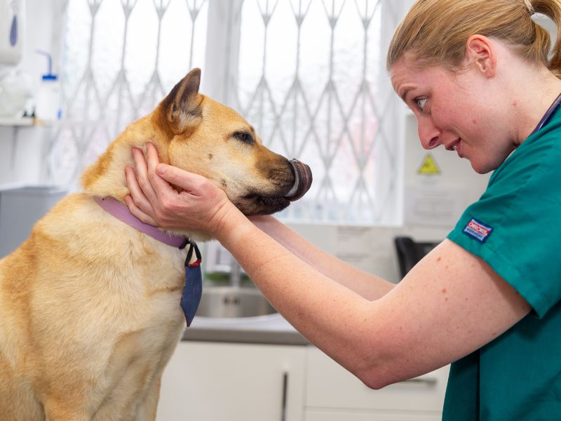 dog licking nose with vet looking directly at its face