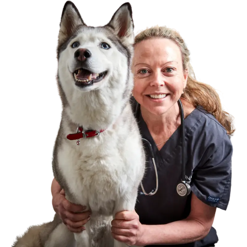 DNA Dental offer husky vet with stethoscope round neck hugging a husky dog