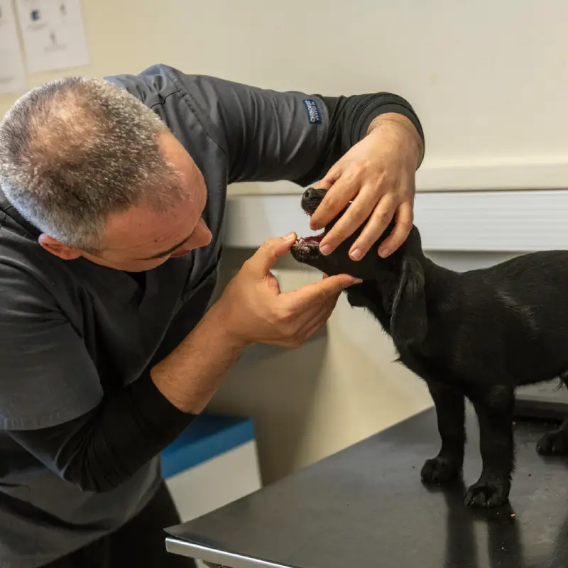 dna dental check up vet checking in puppy's mouth