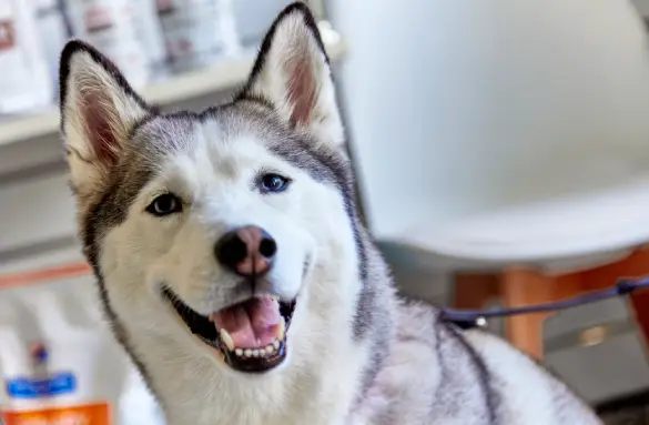 dog-microchipping