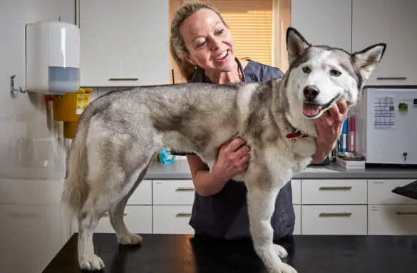vet smiling with husky