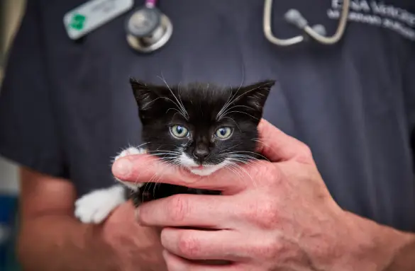 kitten-vaccinations-page