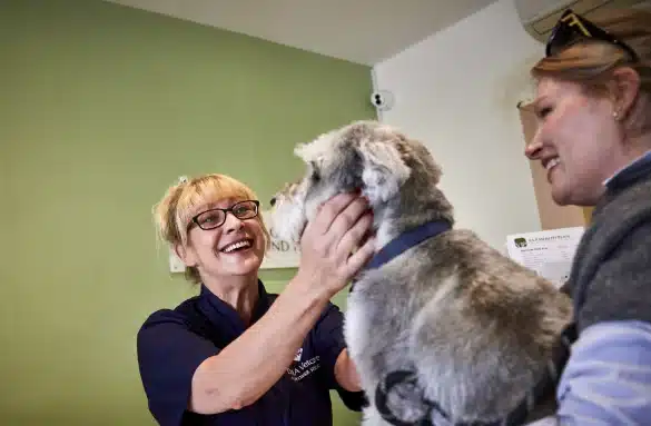 pet arthiritis dog examination