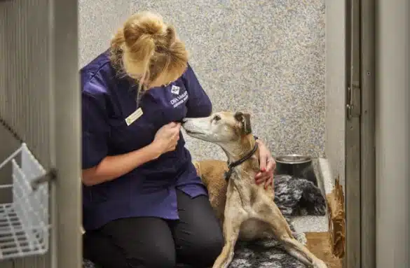 pet arthritis greyhound