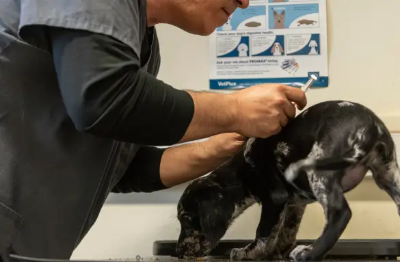 puppy-vaccinations-page
