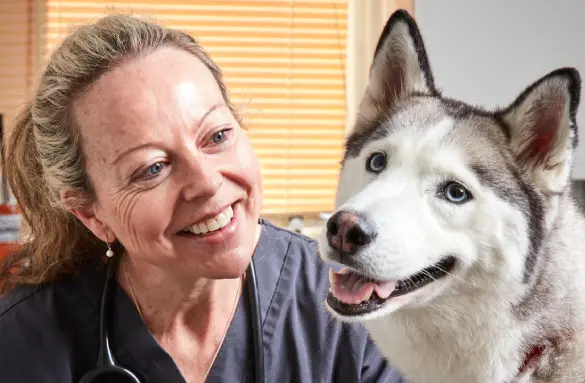 richmond-dog-dental