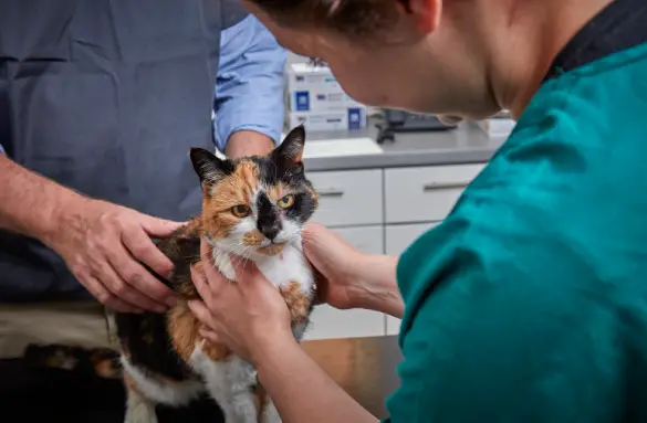 nurse checking cat