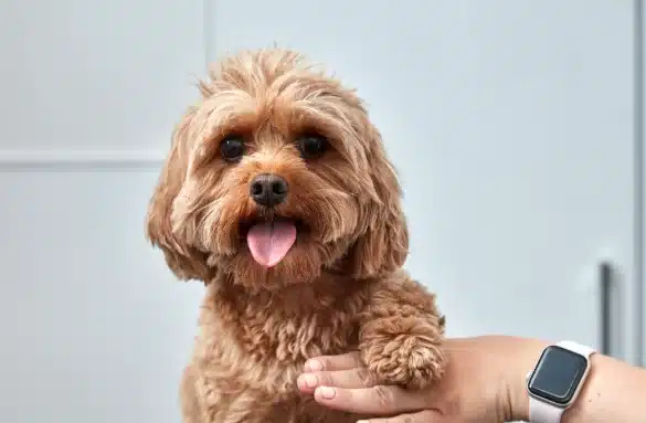 veterinary cardiology dog image