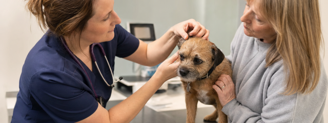 Why Early Diagnosis Matters for Pets
