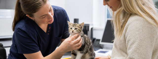 Puppy & Kitten Health Checks Explained
